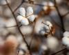 Brazilian cotton production proves to follow standards