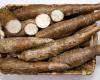 Does eating cassava help lower blood pressure? See benefits