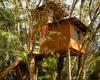 Make your childhood dream come true and stay in a treehouse in SC – OCP News