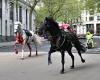Military horses escape and leave injured in central London