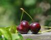 Cherry: 4 powerful benefits for your health