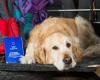 GOL suspends transport of animals in the hold after death of Golden Retriever