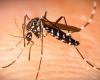 Health Foundation confirms second death from dengue in PG