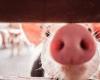 Article: Pig farming’s path towards ESG practices