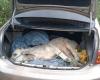 Breed calf is found in car trunk after being taken from farm in RN