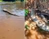 Fishermen find dead anacondas in MS rivers (videos)
