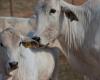 Most food companies do not communicate real animal welfare benefits | Livestock