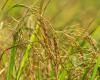Arrival of winter: Roraima prepares for the 2024 grain harvest