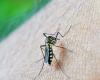 Cascavel confirms 7 more deaths from dengue | CGN