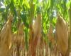 Rains are favorable for corn in Mato Grosso
