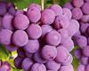 How is the adaptation of piwi grapes in Minas Gerais?