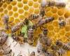 Beekeeping activity faces challenges in different regions of Rio Grande do Sul