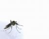 Bahia has more than 200 cases of ‘Oropouche Fever’