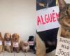 death of dog on Gol flight sparks protest