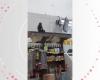 Monkey enters supermarket twice, drinks beer, eats pine nuts and is seized in SC; VIDEO | Santa Catarina