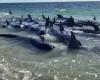 VIDEO: More than 100 pilot whales strand on tourist beach in Australia | World
