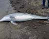 After finding dolphin shot on beach, US agency offers US$ 20,000 reward for perpetrator | World