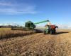 Emater: Soybean harvest advances in Rio Grande do Sul