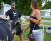 Nicole Bahls introduces cow Anitta from her farm to surfer Pedro Scooby: ‘She’s your ex’