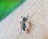 Bahia records 160 thousand probable cases of dengue