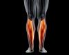 The importance of the soleus muscle, nicknamed the ‘second heart’ | Health
