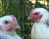 Chickens turn red in the face according to emotions, study reveals | Biology