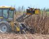 ALAGOAS – Government celebrates record sugar cane harvest in Alagoas, exceeding expectations and boosting the state economy.