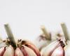 the health benefits of garlic
