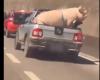 Driver transports pig tied to car bed in Greater SP; see video
