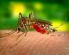 MT will receive the first shipment of the dengue vaccine; see list of municipalities | Mato Grosso