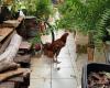 Rooster that pecked tourist is the target of police investigation in Mato Grosso do Sul; understand