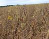 Soybean harvest advances in RS – News