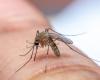 Department of Health confirms 229 cases of ‘Oropouche Fever’ in Bahia