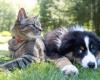 Popular Diary / General / Control of bacterial infections restores health and well-being to dogs and cats
