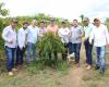 Acafemat introduces technology and development to boost the coffee chain in Mato Grosso