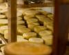 Operation seizes around 20 tons of cheese in Minas Gerais | Brazil