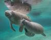 Why Florida Manatees Are Addicted to Power Plants | Environment