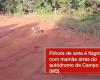 Tapir Day: mother and calf are caught during a family outing in MS; watch video | Mato Grosso do Sul
