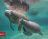 Why Florida Manatees Are Addicted to Power Plants