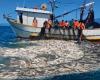 VEJA survey: Santa Catarina is at the top of the illegal fishing list