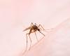 Dengue in Bahia: the number of deaths from the disease rises to 49