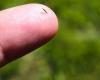 Can it stay forever? Know what to do when a splinter enters your finger