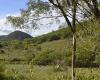 On Caatinga Day, IMA warns of the importance of preserving the biome