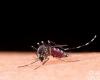 Seven more deaths from dengue are confirmed in RS