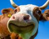 Rio Grande do Sul will have foot-and-mouth disease insurance