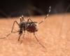 Dengue death cases in Alagoas increase significantly