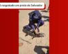 Bathers are surprised by an alligator on Salvador beach | Bahia