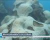 Coral bleaching: Pernambuco will lose around a third of its species by 2024, researchers say | Pernambuco