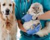 Is investing in a pet health plan worth it?