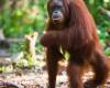 Orangutan is the first animal observed treating wounds with a medicinal plant